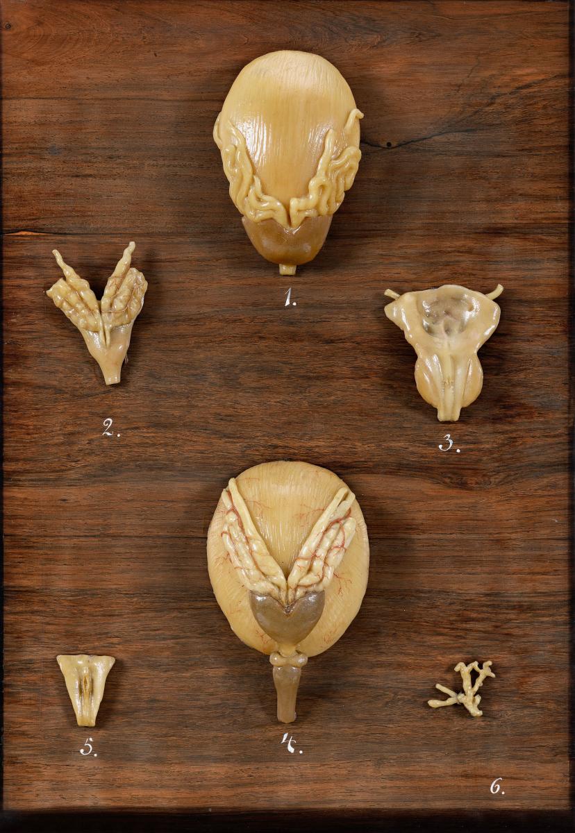 Harnblase und Harnröhre beim Mann